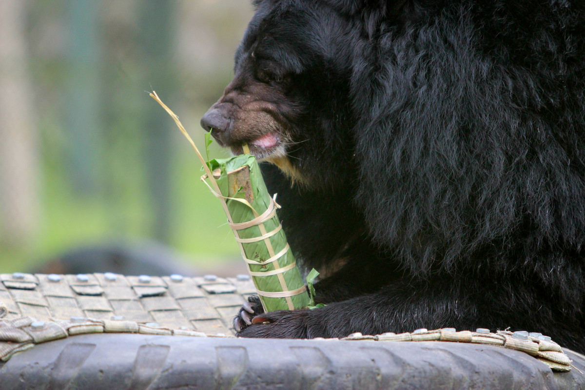 Với thính giác tuyệt vời của mình, gấu sẽ dùng mũi thính ngửi, và nhanh chóng tìm đến những món ngon ngay khi ùa ra các khu bán tự nhiên.
