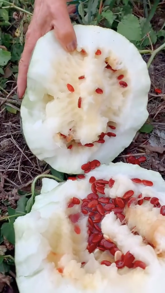 Theo tìm hiểu, giống dưa hấu ruột trắng được trồng khá phổ biến ở Ấn Độ, vùng Nam Á, Bắc Phi... Nó có tên khoa học là Citrullus colocynthis, còn được gọi là dưa đắng.