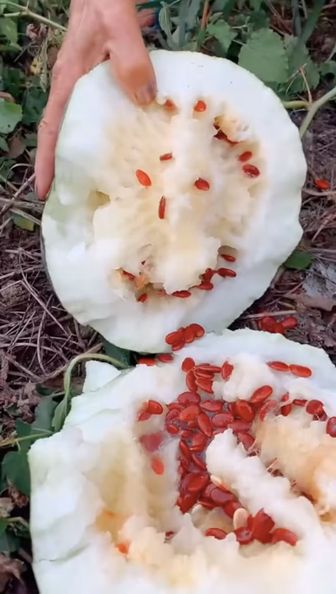 Theo tìm hiểu, giống dưa hấu ruột trắng được trồng khá phổ biến ở Ấn Độ, vùng Nam Á, Bắc Phi... Nó có tên khoa học là Citrullus colocynthis, còn được gọi là dưa đắng.