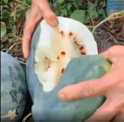 Điều đặc biệt nữa là tất cả hạt của quả dưa hấu này đều có màu nâu đỏ và to hơn bình thường.