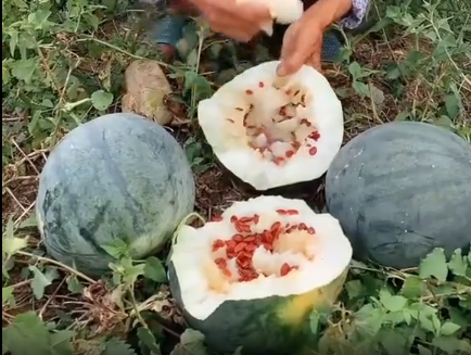 Loại dưa hấu trắng này thường được trồng để lấy hạt và qua nhiều quy trình chế biến sẽ trở thành hạt dưa - món nhâm nhi thường xuất hiện trong dịp Tết.