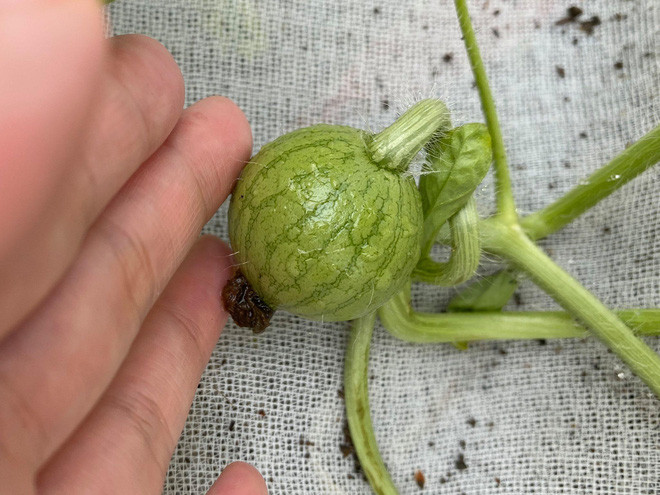 Mới đây, một thanh niên người Nhật tự trồng dưa hấu tại nhà thu hút sự chú ý của nhiều người.