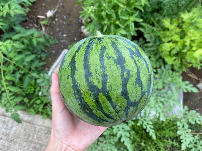 Trái dưa hấu khá đẹp mắt, to cỡ bằng bàn tay thì bị bổ ra.