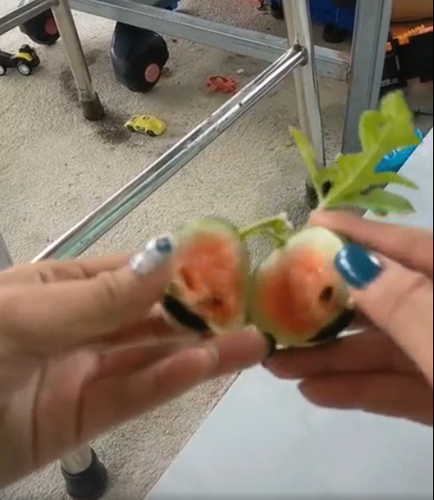 Bên trong trái dưa trắng ởn, gần như là không thể ăn được. Những tấm ảnh chụp lại quá trình phát triển của trái dưa càng tô đậm tính éo le hơn.