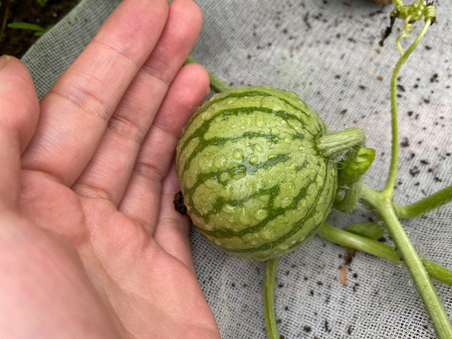 Mỗi giai đoạn anh chàng đều chụp lại cẩn thận và ghi nhật ký về quả dưa.