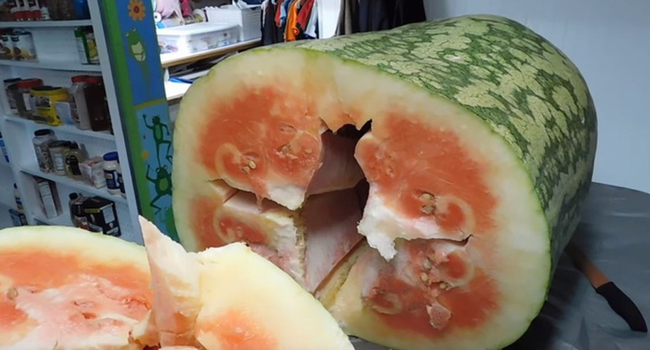 Còn theo người Việt, với trái dưa này sẽ đem nấu canh hoặc xào, cũng ăn ngon mà tránh lãng phí.