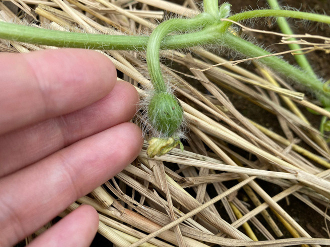 Dù dễ trồng nhưng thời gian gần đây, vô số trường hợp dở khóc dở cười xảy ra, dân mạng liên tiếp có những tràng cười với những quả dưa hấu.