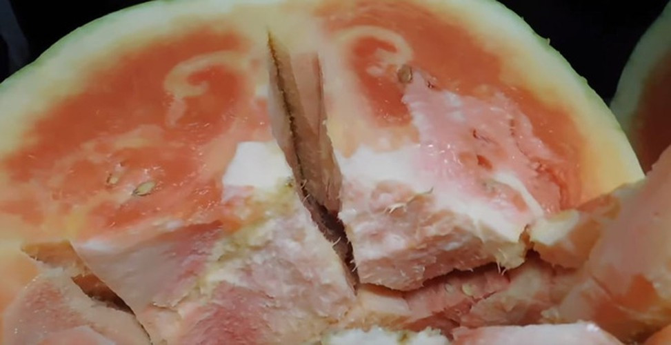 Dân mạng dù mắc cười nhưng cũng thẳng thắn chia sẻ: Anh chàng này đã quá nóng vội, thu hoạch trái dưa khi còn xanh, thậm chí vỏ ngoài còn bám lông tơ. Trái dưa này sẽ còn phải phát triển ít nhất là nửa tháng nữa thì ăn mới ngon.