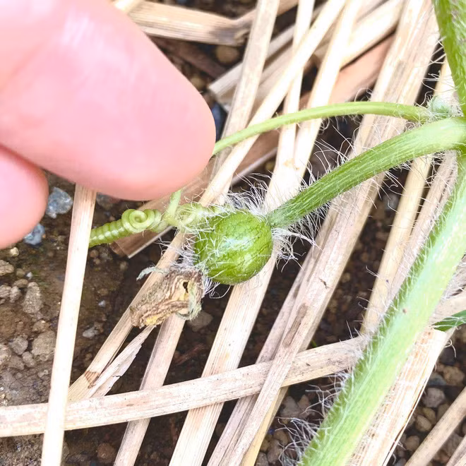  Dưa hấu là một loại cây khá dễ trồng, thời gian mọc nhanh mà cũng không phải chăm bón quá nhiều vì vậy khá nhiều người tự trồng dưa tại nhà