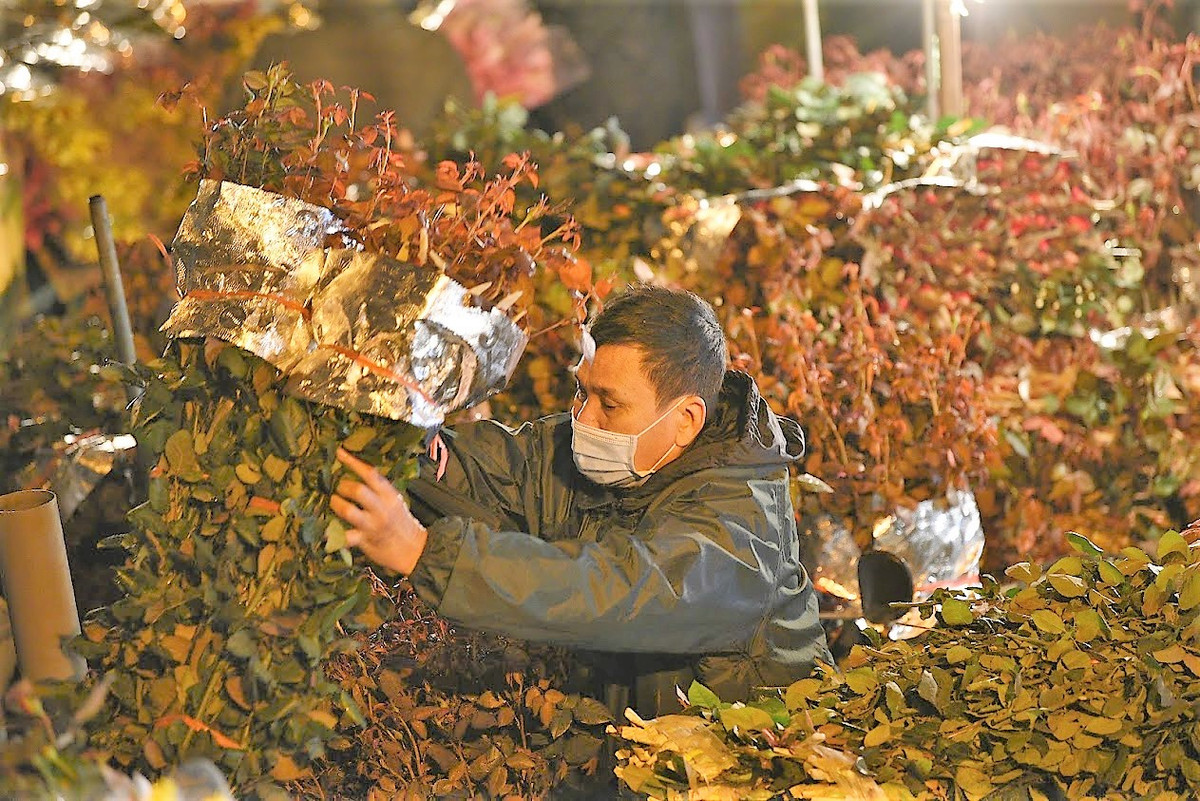 Tại đây, ngoài những loại hoa được trồng quanh khu vực Hà Nội như Tây Tựu, Mê Linh... còn có nhiều giống hoa được vận chuyển từ Đà Lạt ra để phục vụ nhu cầu của người dân Thủ đô dịp Tết.