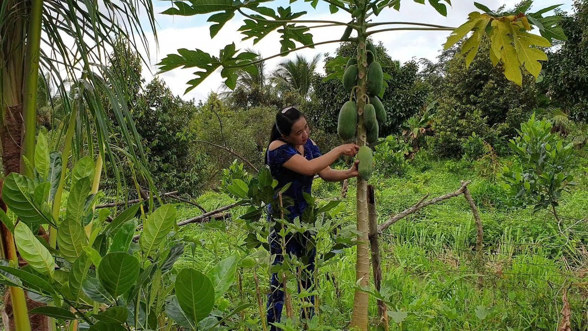 Theo đó, cô gái đưa ra nhiều ý kiến thanh minh như vườn bên cạnh có rất nhiều nhưng “chỉ lấy có 2 quả”.