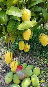 Trước đó không ít trường hợp chống trộm trái cây từng làm dân mạng xôn xao.