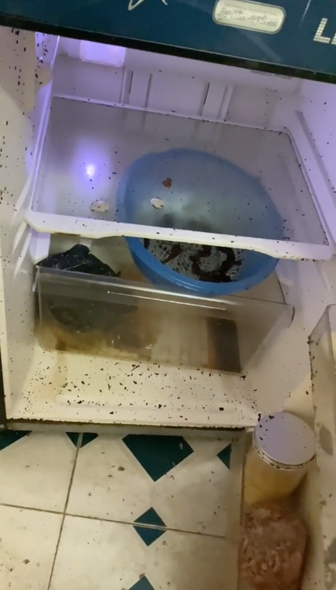 Nồi cơm điện không chỉ mốc xanh mà biến thành một thứ nước màu nâu đen, xe máy phủ kín bụi còn tủ lạnh lúc nhúc những sinh vật lạ.