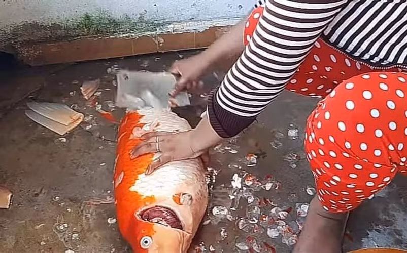 Cá Koi được mệnh danh là Quốc Ngư của Nhật Bản với nhiều màu sắc rực rỡ, thu hút ánh nhìn. Thú vui nuôi cá Koi làm cảnh và phong thủy không chỉ phổ biến ở Nhật mà lan tỏa ở hầu hết các nước trên thế giới.