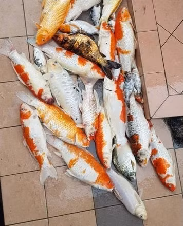 Giải thích cho sự việc nấu súp cá Koi, Amanda cho biết lũ cá đã chết do người giúp việc quên bật máy bơm oxy cho chúng.