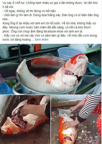 Theo tìm hiểu, Amanda cho hay cô nuôi đàn cá Koi 40 con từ 4 năm trước. Sau khi một nửa trong số chúng chết, cô vừa mua thêm 30 con khác, với con nhỏ giá 125 USD, con to giá 250 USD.