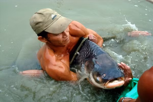 Chuyen it biet ve ca ho: “Thuy quai”… an chay