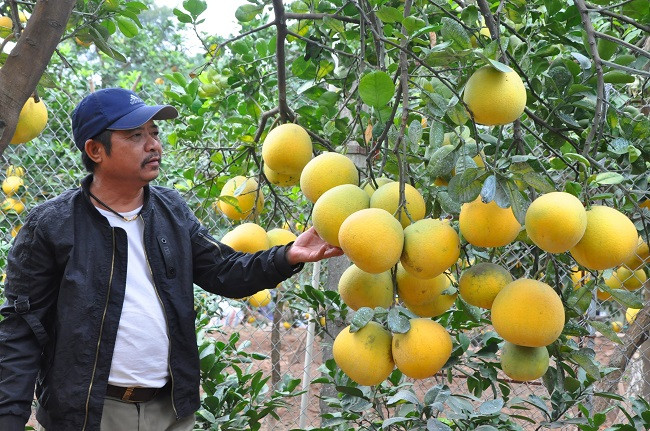 Những quả bưởi vàng óng sẽ được khách đến tận vườn hái và chuyển đi.