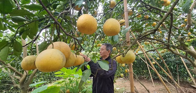 Mỗi quả bưởi ông Tụ bán với giá từ 50.000 đồng trở lên. Mỗi năm vườn bưởi này cho thu hoạch hàng trăm triệu đồng.