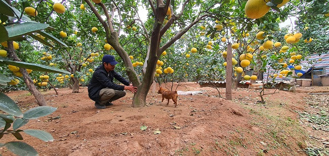 Gia đình anh Vũ Văn Đạt (tổ 3, phường Phúc Diễn) là một trong số những gia đình sở hữu vườn bưởi “khủng” nhất với 300 gốc bưởi.