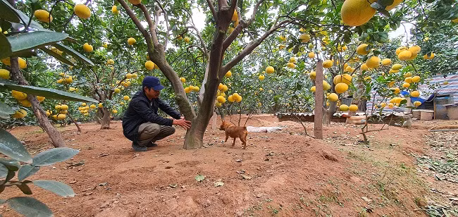 Gia đình anh Vũ Văn Đạt (tổ 3, phường Phúc Diễn) là một trong số những gia đình sở hữu vườn bưởi “khủng” nhất với 300 gốc bưởi.