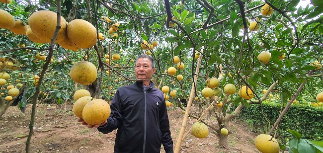 Để bọc nilon và tháo bỏ nilon hết hơn 3.000 quả bưởi, vợ chồng ông Tụ phải thuê 2 người cùng làm trong khoảng 3 ngày mới xong.