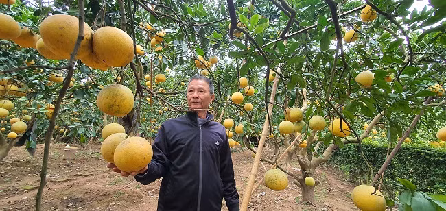 Để bọc nilon và tháo bỏ nilon hết hơn 3.000 quả bưởi, vợ chồng ông Tụ phải thuê 2 người cùng làm trong khoảng 3 ngày mới xong.