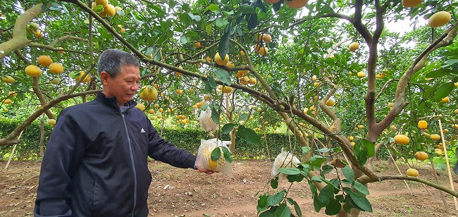 Để quả bưởi vàng, đẹp mắt, ông Tụ phải mua túi nilon và thuê người bọc từng quả suốt nhiều tháng liền.