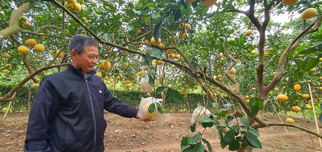 Để quả bưởi vàng, đẹp mắt, ông Tụ phải mua túi nilon và thuê người bọc từng quả suốt nhiều tháng liền.