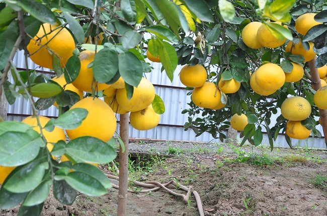 Khi quỹ đất nội đô ngày càng bị thu hẹp bởi các công trình xây dựng, nhà ở, diện tích trồng bưởi cũng ngày một ít đi thì không ít người nhờ trồng bưởi giữa Thủ đô vừa có thể giữ đất vừa trở nên khá giả.