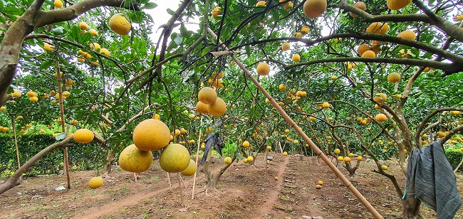 Vườn bưởi này được trồng cách đây 27 năm, khách đến mua đa phần là khách quen và phải đặt trước cả tháng trời, thậm chí từ năm trước.