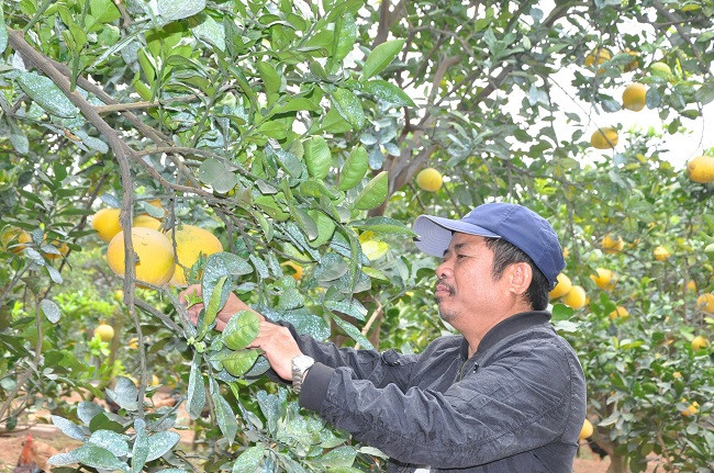 Dự kiến năm nay anh Đạt thu về khoảng gần 1 tỷ đồng từ tiền bán bưởi.