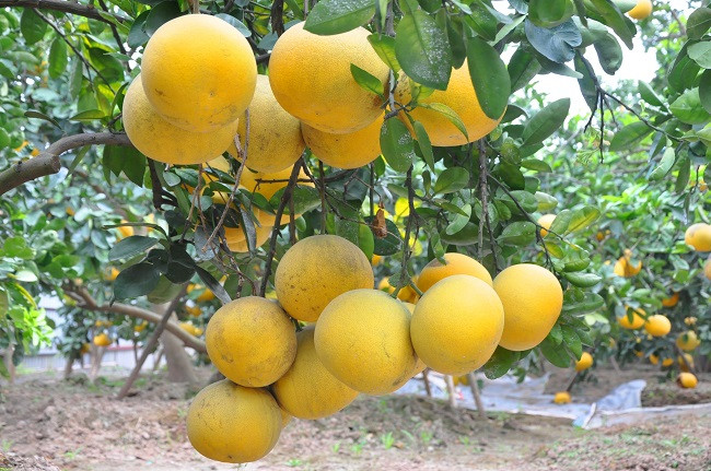 Với giá bán từ 50-60.000 đồng/quả, dự kiến gia đình anh Ngọ thu về khoảng 150 triệu đồng/vụ.