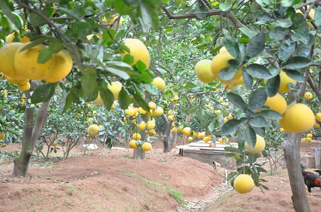 Hàng vạn quả bưởi Diễn từ đây sẽ được chuyển đi khắp nơi, phục vụ nhu cầu làm quà biếu và tiếp đãi khách quý trong dịp năm mới.