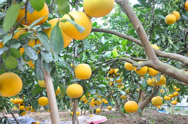 Cây nào cây nấy quả sai trĩu trịt, trung bình, mỗi cây bưởi cho thu hoạch từ 100-120 quả