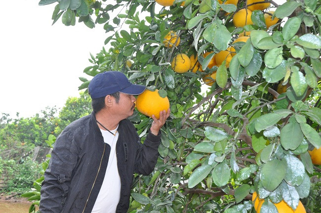 Bưởi chín vàng rộm và thơm lừng khắp cánh đồng.