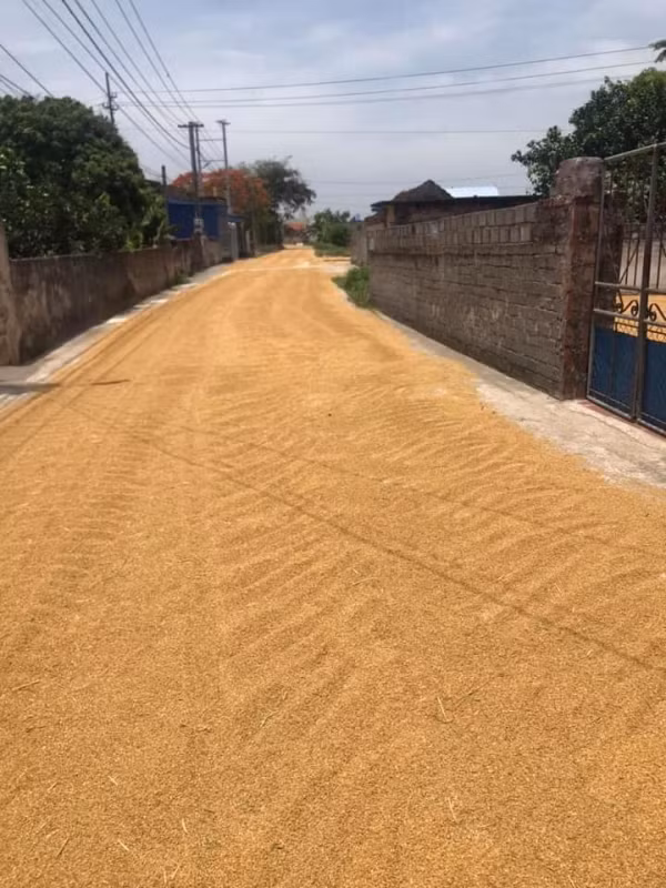 Mới đây, trên MXH hình ảnh biến đường thành sân phơi thóc kéo dài hàng cây số khiến cư dân mạng tranh cãi kịch liệt.