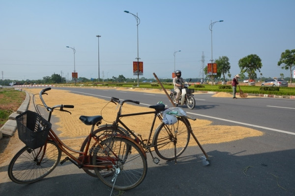 Chỉ cần không chú ý và lạng tay lái là người đi đường sẽ gặp nguy hiểm khi đi trên thóc được phơi ngoài đường.