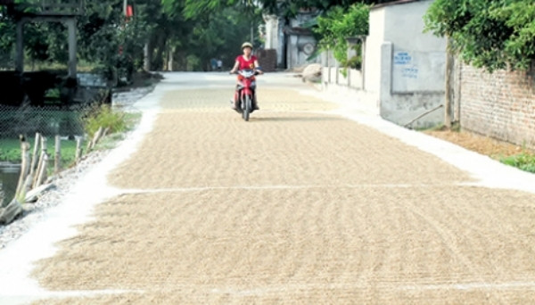 Những con đường nông thôn bị biến thành sân phơi thóc.