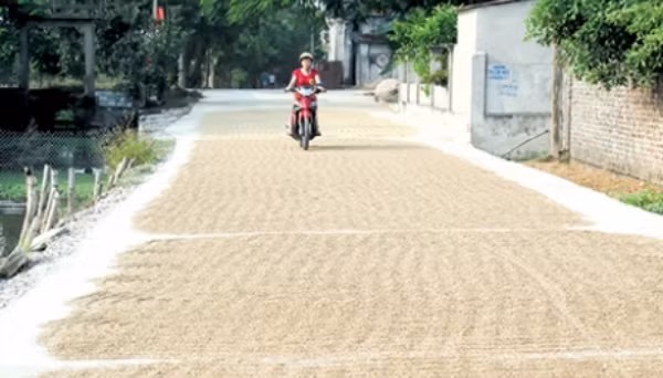 Những con đường nông thôn bị biến thành sân phơi thóc.