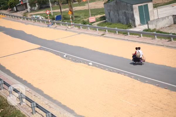 Hàng cây số đường đi từng bị người dân vùng nông thôn dùng để phơi thóc lúa.