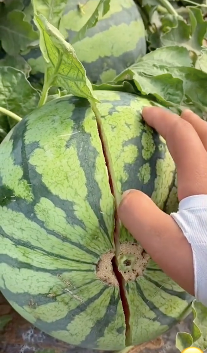 Mới đây, người dùng TikTok lại được phen thảng thốt trước đoạn clip bổ dưa hấu đang viral tại Việt Nam. Video này đến nay đã thu hút hơn 2,4 triệu lượt xem và hơn 3000 bình luận.