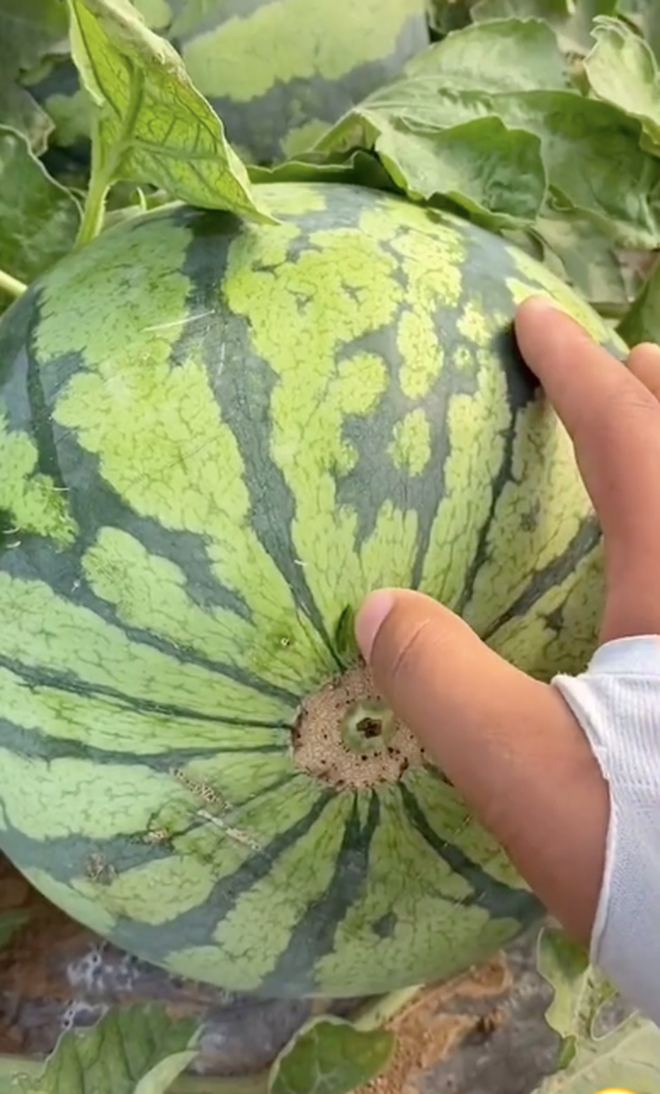 Trên MXH, những đoạn clip có sự xuất hiện của dưa hấu nhận về tương tác rất cao, nhất là những phân cảnh "mổ xẻ" xem bên trong như thế nào.