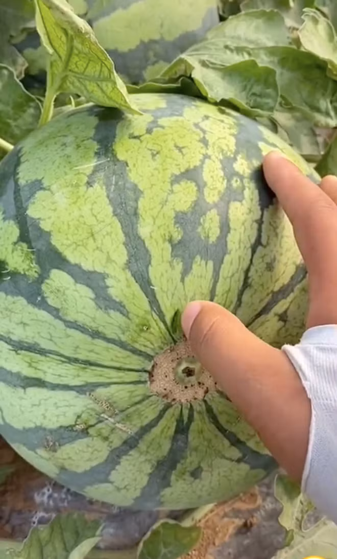 Trên MXH, những đoạn clip có sự xuất hiện của dưa hấu nhận về tương tác rất cao, nhất là những phân cảnh "mổ xẻ" xem bên trong như thế nào.