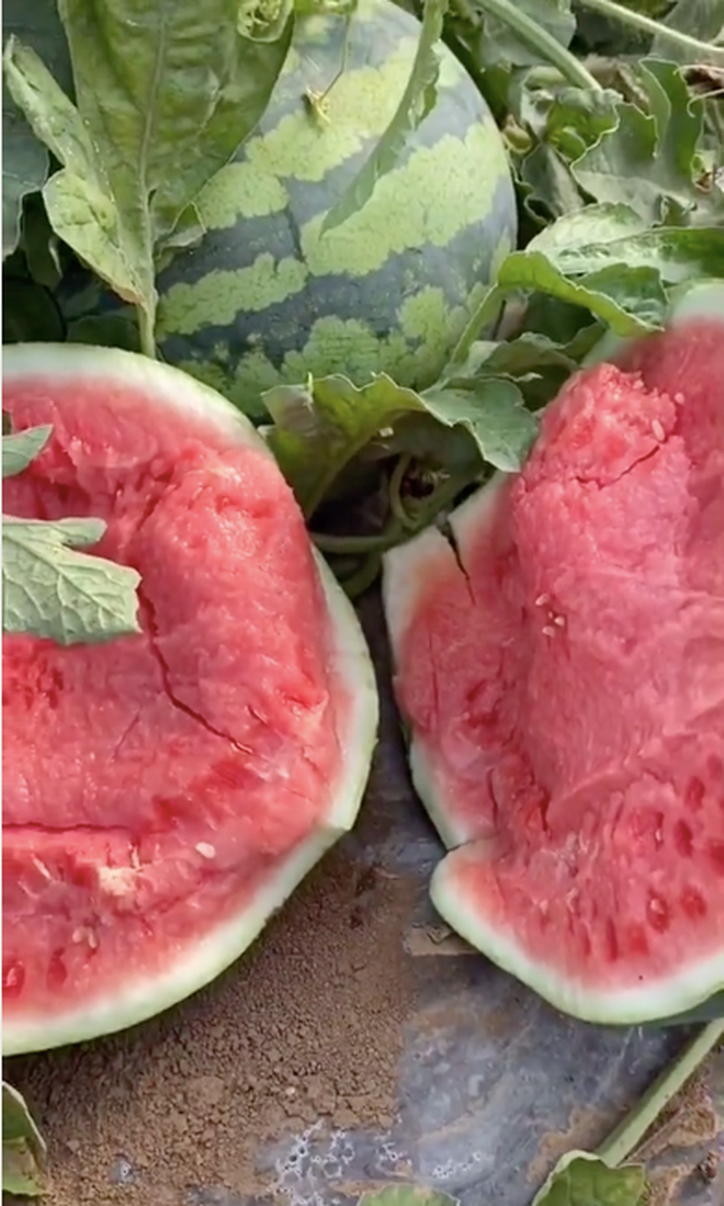 Có thể thấy bối cảnh trong clip là tại một ruộng với vô vàn những quả dưa hấu khá to.