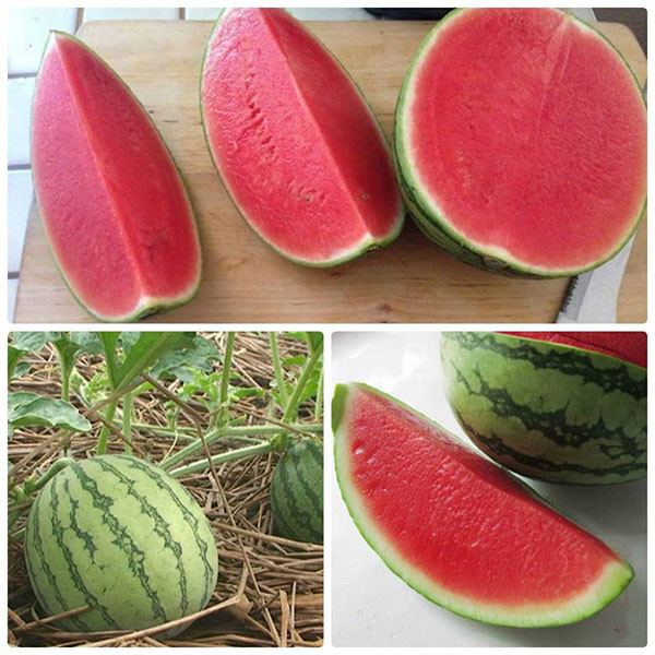 Khoảnh khắc gần cuối clip, người xem không khỏi ngỡ ngàng vì ruột quả dưa chín đỏ trông rất giòn ngọt.