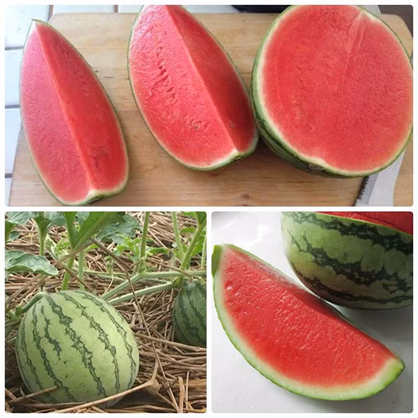 Khoảnh khắc gần cuối clip, người xem không khỏi ngỡ ngàng vì ruột quả dưa chín đỏ trông rất giòn ngọt.