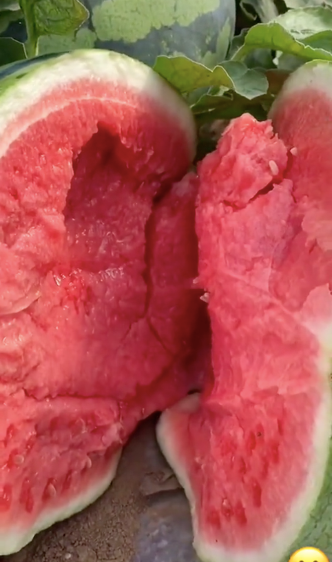 Người nông dân thấy một quả "siêu to khổng lồ" có dấu hiệu đã chín, thế nên quyết định xẻ ra ngay tại chỗ cho dân tình cùng chiêm ngưỡng.