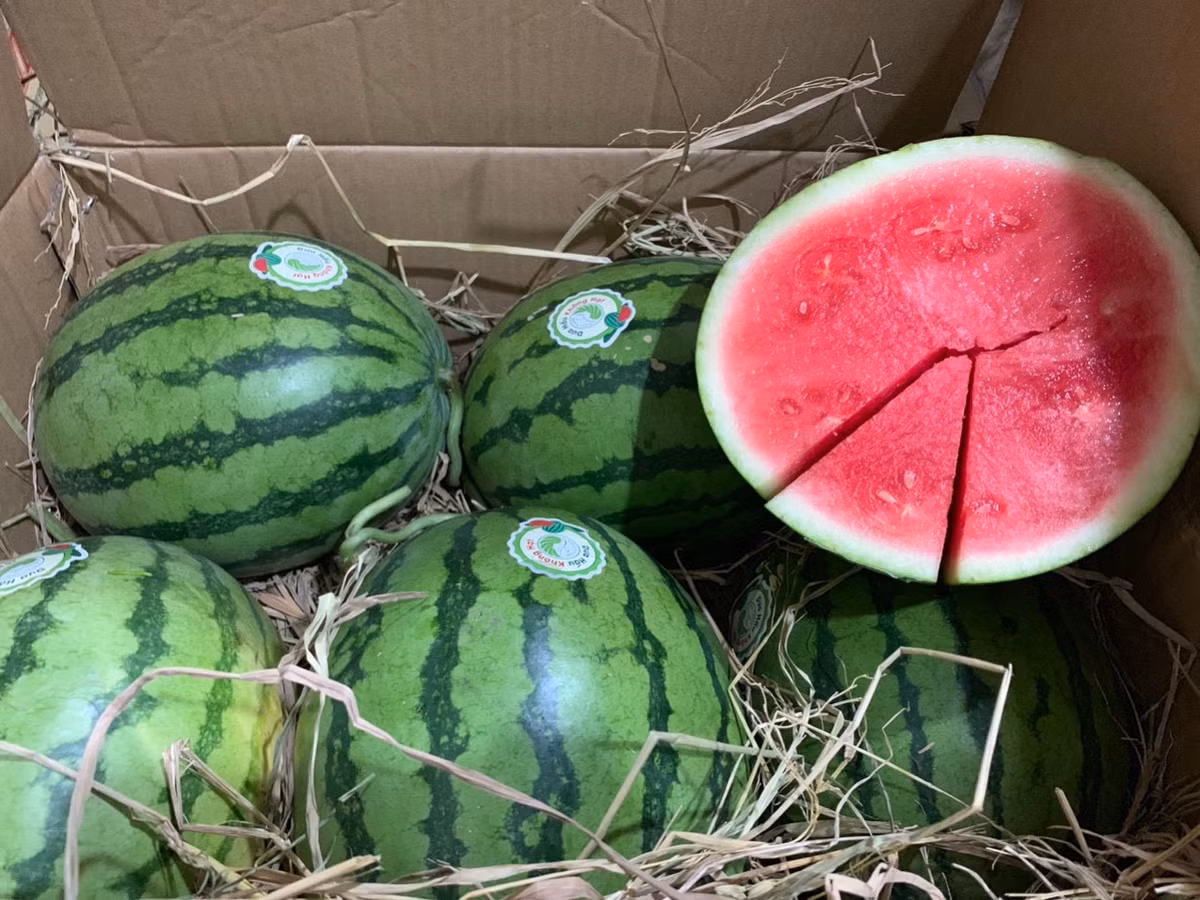 Điều bất ngờ là người này chẳng cần dùng đến dao hay bất kỳ vật dụng nào để xẻ quả dưa.