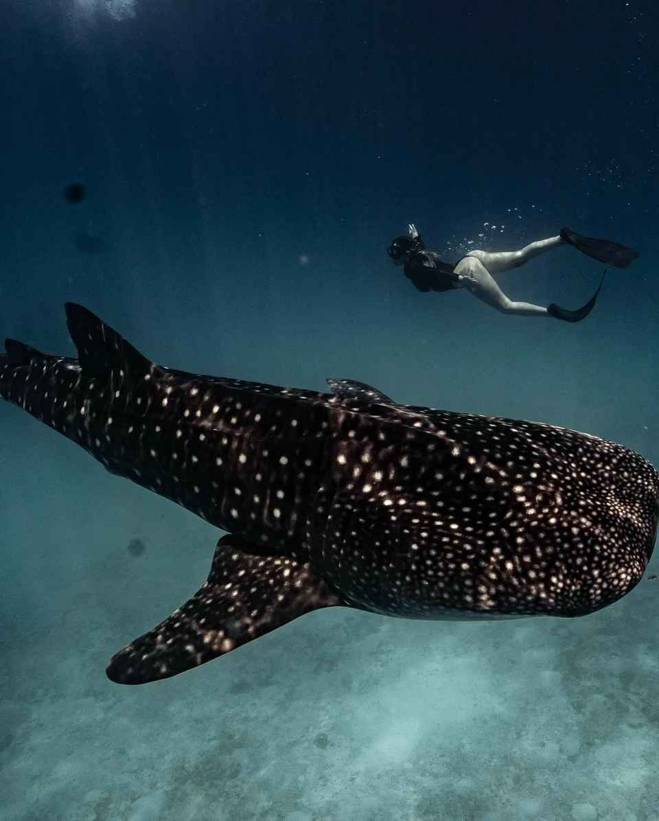 Kayla Simmons sinh năm 1995 và từng thi đấu cho đội bóng chuyền của Đại học Marshall.